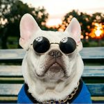 Stílusos kutya, cica napszemüveg