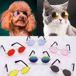 Stílusos kutya, cica napszemüveg