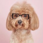 Divatos kutya, cica napszemüveg, szögletes