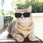 Divatos kutya, cica napszemüveg, szögletes