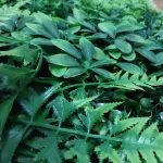 Zöldfal 50x50 cm műnövény falburkoló