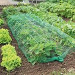 Madár háló, növényvédő háló madarak ellen