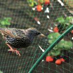 Madár háló, növényvédő háló madarak ellen