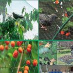 Madár háló, növényvédő háló madarak ellen