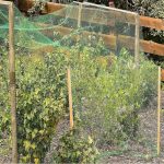 Madár háló, növényvédő háló madarak ellen